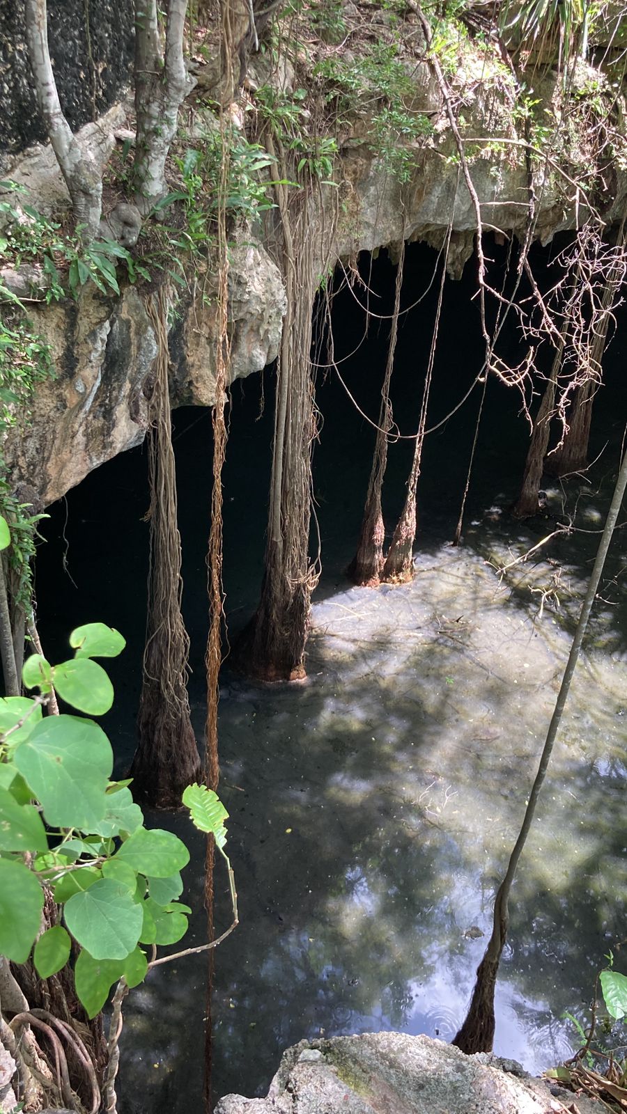 Rancho Culul cenote - dark water with hanging roots, Homún Yucatán