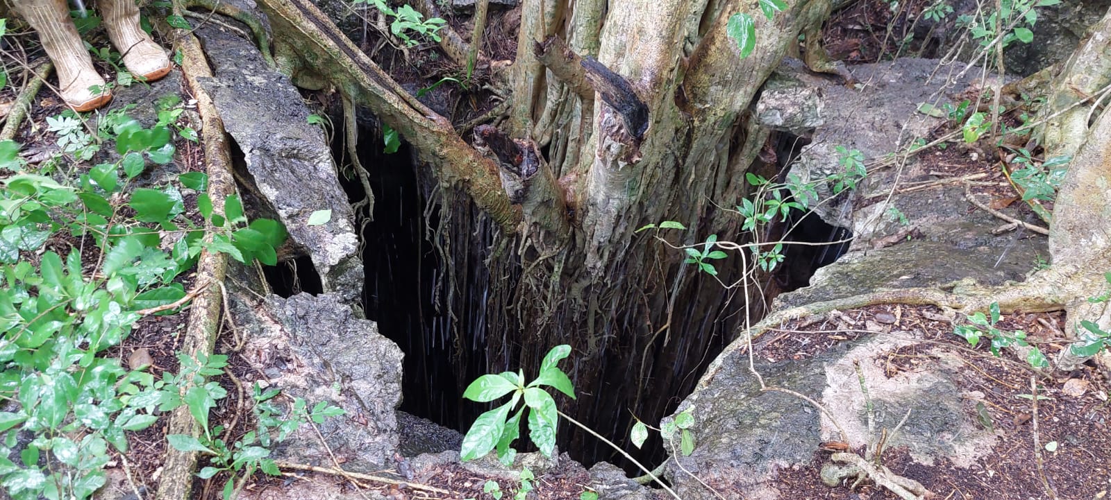 Cenote 4 at Rancho Culul - vertical shaft cenote looking down