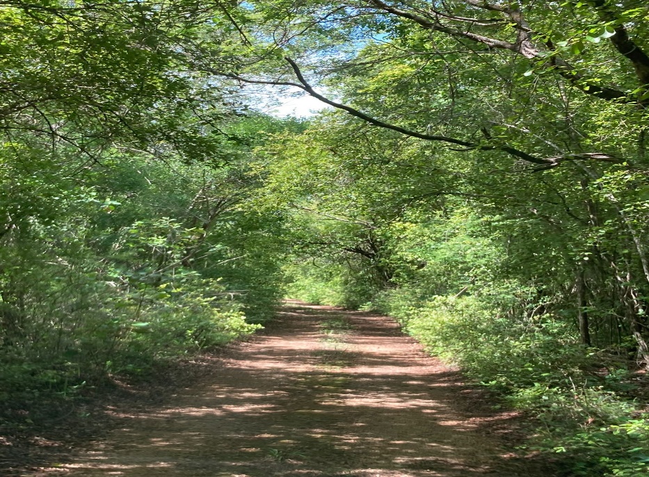 Jungle road in Yucatán - YucatanLands investment properties